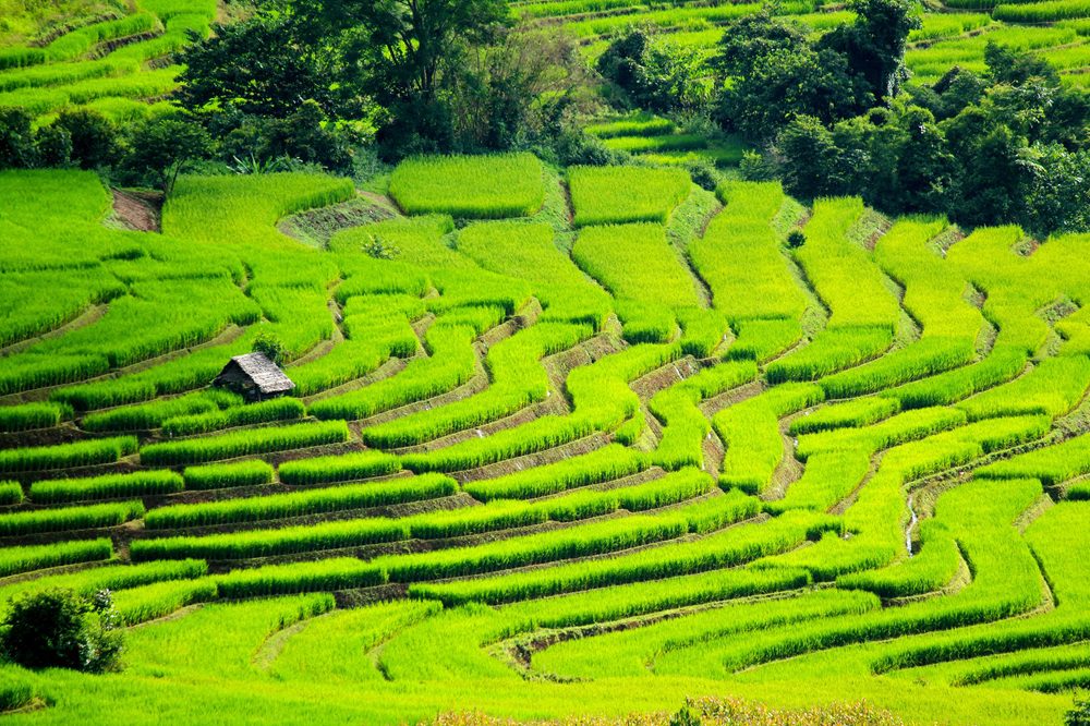 Plan My Trip with Uma|Wellness Holidays