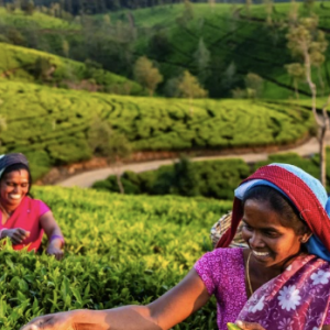 Plan My Trip with Uma | Sri Lanka Highlights Tour