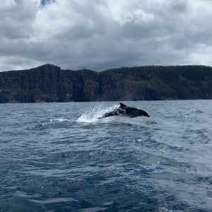 Plan My Trip with Uma | Hobart & Tasman Peninsula Getway Plan My Trip with Uma | Hobart & Tasman Peninsula Getway