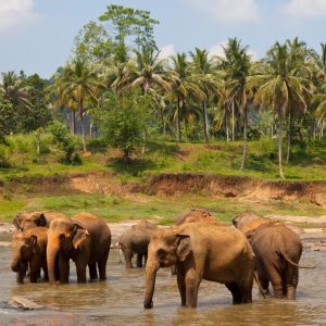 Plan My Trip with Uma | Wellness Journey in Sri Lanka Plan My Trip with Uma | Wellness Journey in Sri Lanka